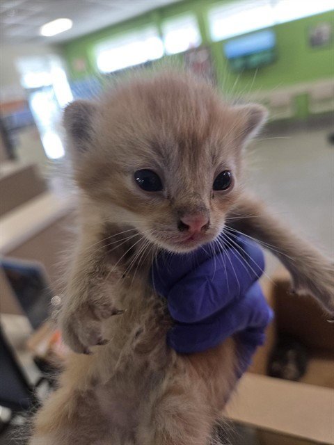 ORANGE CRUSH - Domestic Short Hair available for adoption