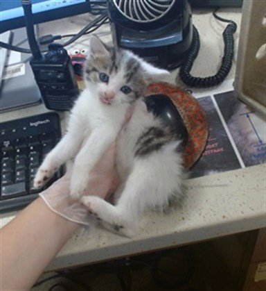 NECRONOMICAT - Domestic Short Hair available for adoption