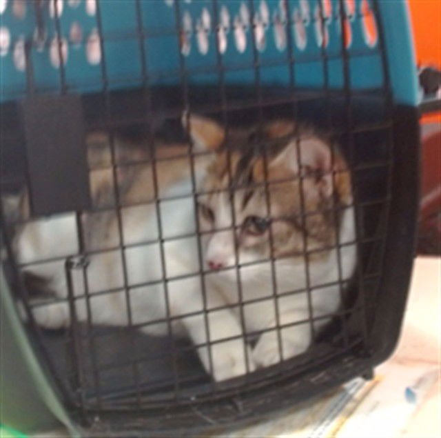 YAYA DACOSTA - Domestic Short Hair available for adoption