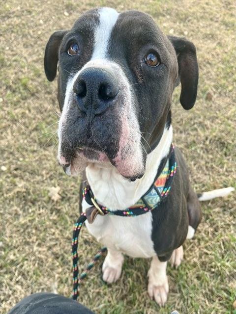 TREASURE HUNTER - Pit Bull Terrier available for adoption