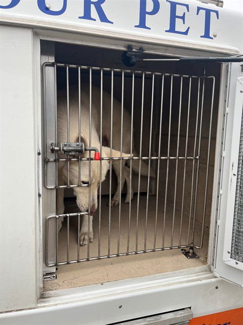 APOLLO - German Shepherd Dog available for adoption