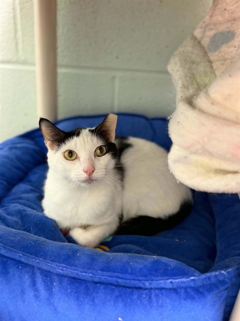 PIGLET - Domestic Short Hair available for adoption