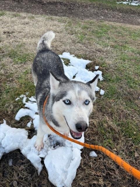 MISHKIA - Siberian Husky available for adoption