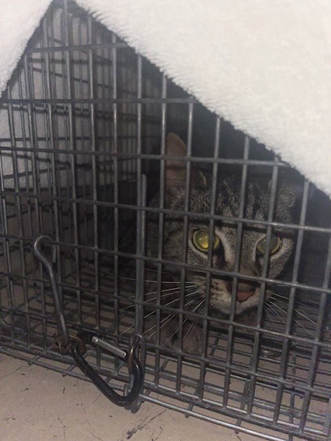 A799871 - Domestic Short Hair available for adoption