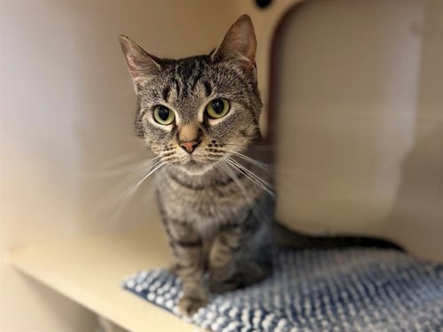 WHEATLEY - Domestic Short Hair available for adoption