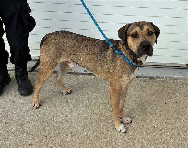 FABIAN SEACAPTAIN - Treeing Walker Coonhound available for adoption