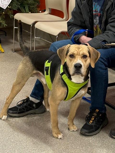 MARIO KART - Beagle available for adoption