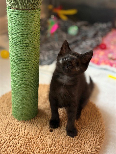 TOAST MALONE - Domestic Short Hair available for adoption
