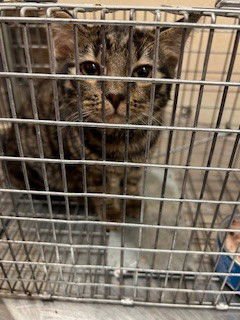 TWIGS - Domestic Short Hair available for adoption