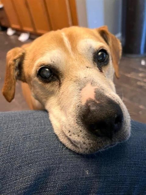 DOZER - Pit Bull Terrier available for adoption