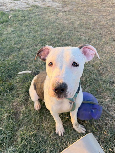 SICILY - Pit Bull Terrier available for adoption