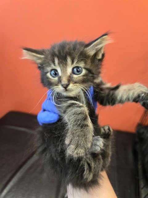 BY THE MINUTE - Domestic Medium Hair available for adoption