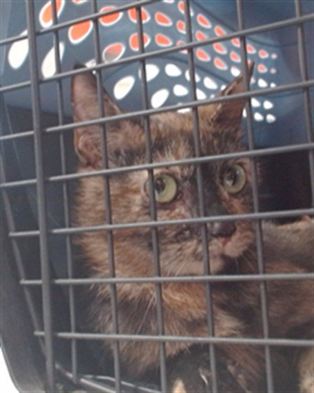 A796677 - Domestic Short Hair for adoption in Louisville