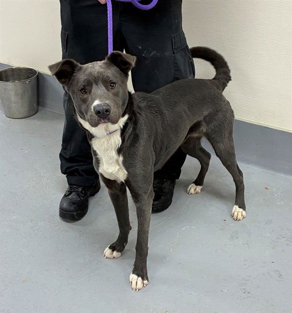 ROXANNE - Labrador Retriever available for adoption