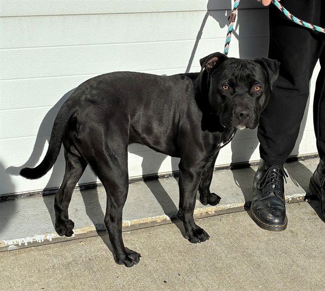 BANJO KAZOOIE - Pit Bull Terrier available for adoption