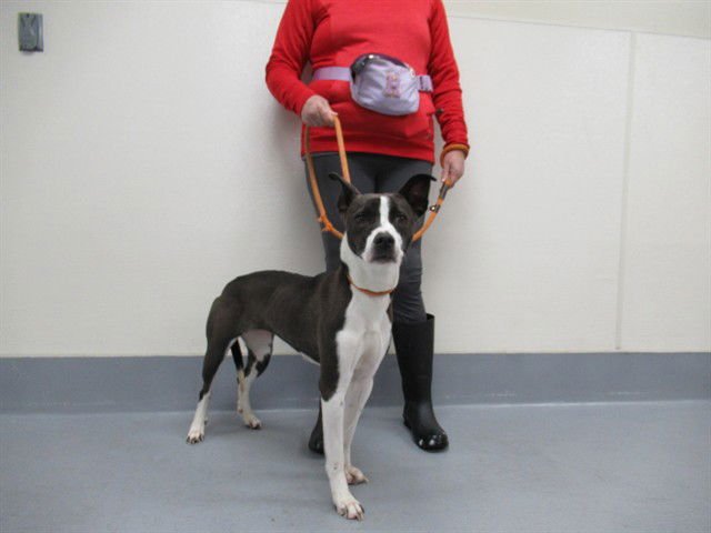 DORIS - Labrador Retriever / Border Collie available for adoption