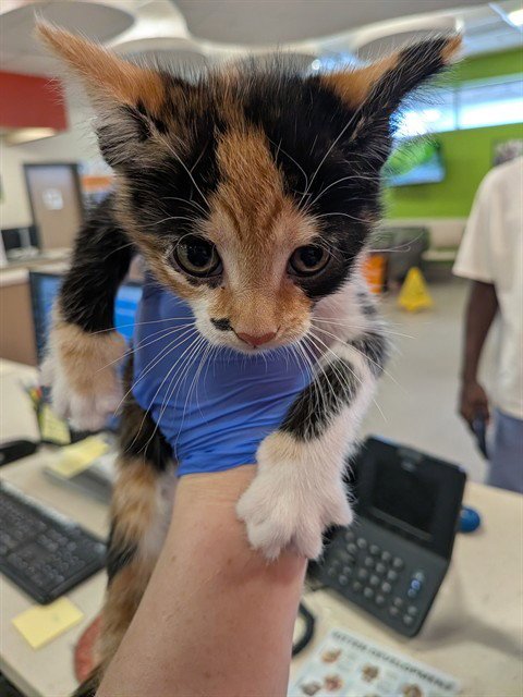 HICKORY - Domestic Short Hair available for adoption