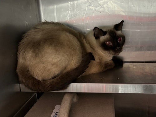TOMMY TWOTONE - Domestic Short Hair available for adoption