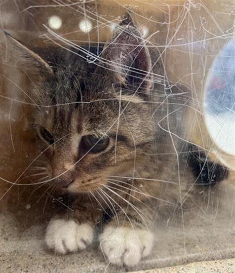 MARY TUDOR - Domestic Medium Hair available for adoption