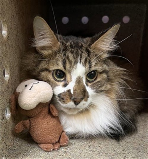 TIGER - Domestic Medium Hair available for adoption