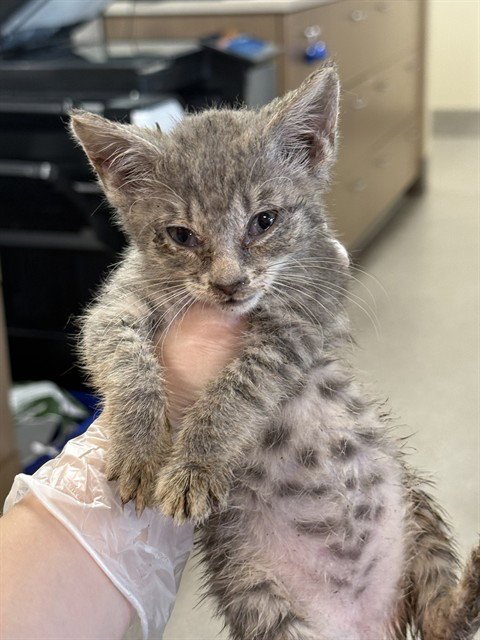BETTE TATTLER - Domestic Short Hair available for adoption