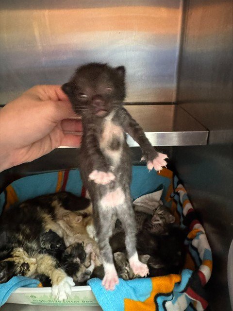 COOPER - Domestic Short Hair available for adoption