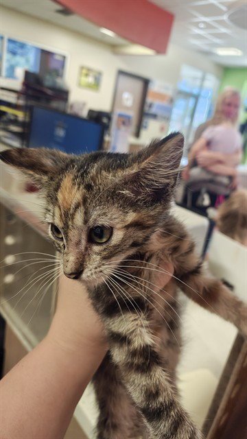 A800630 - Domestic Short Hair available for adoption