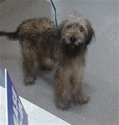 LUCKY - Irish Terrier available for adoption