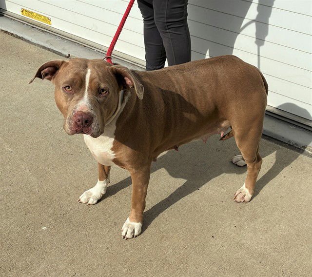 FREETAXUSA - Staffordshire Bull Terrier available for adoption