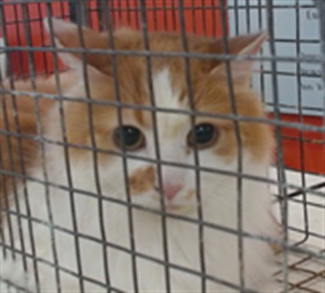 FUZZY-BUTTS - Domestic Short Hair available for adoption