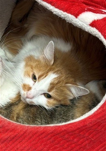 FUZZY-BUTTS - Domestic Short Hair available for adoption