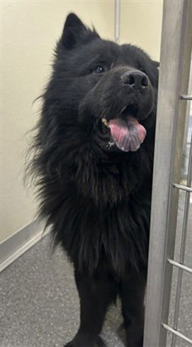 BIC THIEF - Chow Chow available for adoption