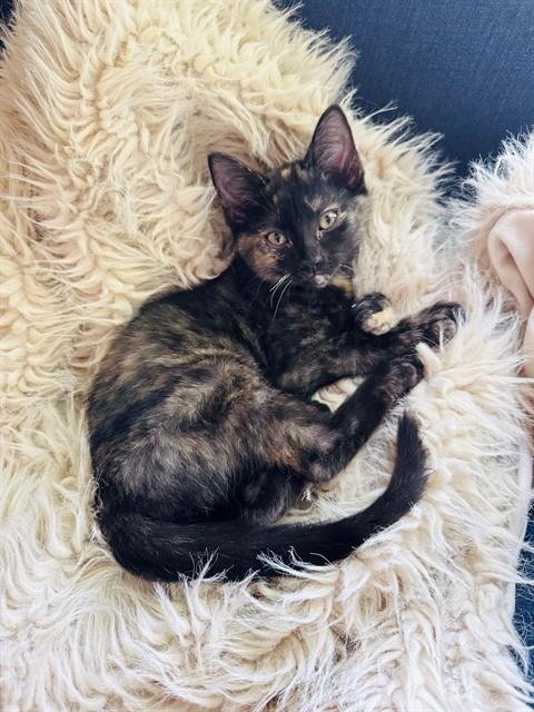 CINDY - Domestic Short Hair available for adoption