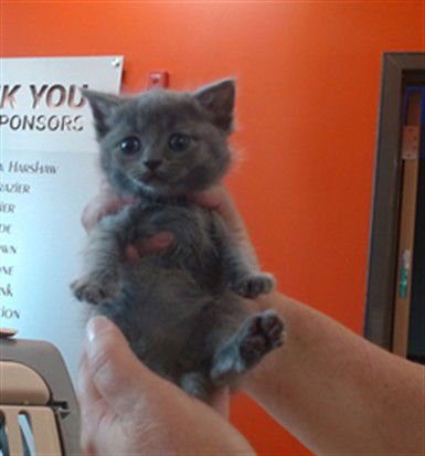 LIZZIE - Domestic Short Hair available for adoption