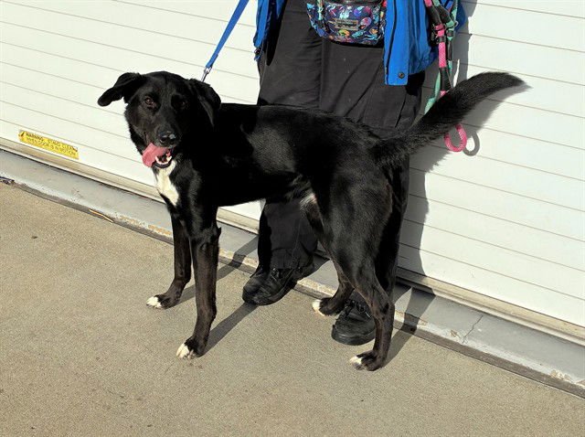 FINAL GAMBIT - Labrador Retriever available for adoption