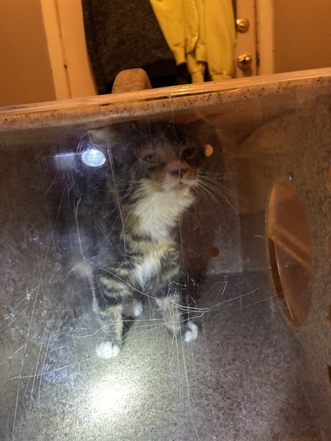 AURORA - Domestic Long Hair available for adoption