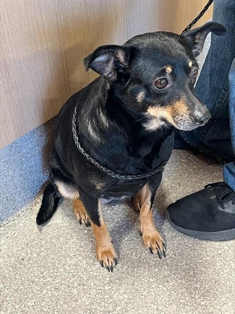 A793885 - Miniature Pinscher available for adoption