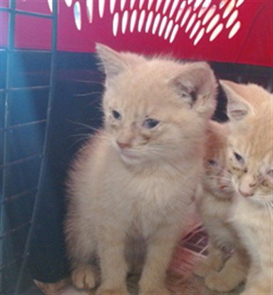 DELL TOLEDO - Domestic Short Hair available for adoption