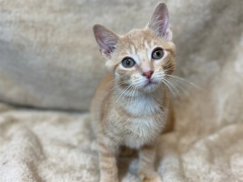 DELL TOLEDO - Domestic Short Hair available for adoption