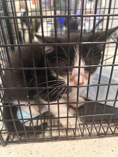 RED SHED - Domestic Short Hair available for adoption