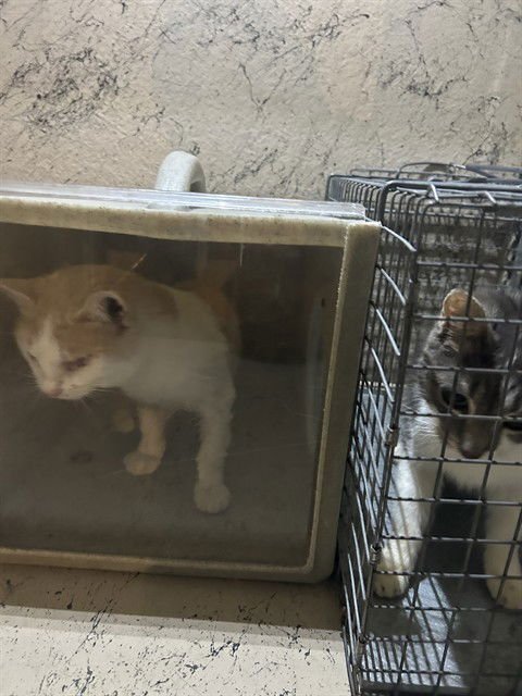 LEFTY - Domestic Short Hair available for adoption