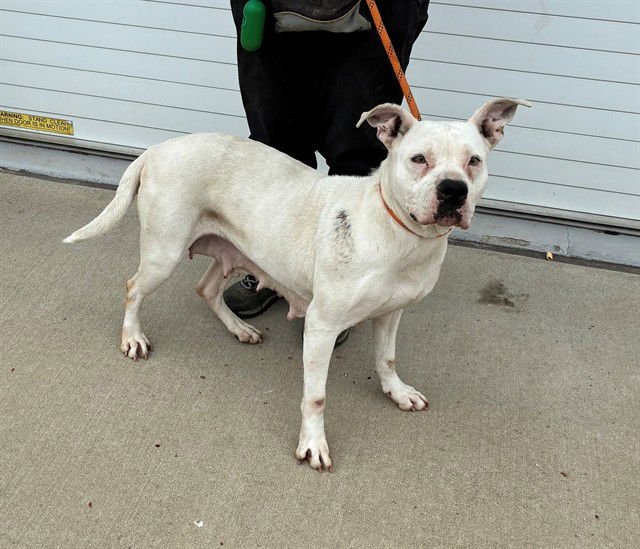 HONMOON - Pit Bull Terrier available for adoption