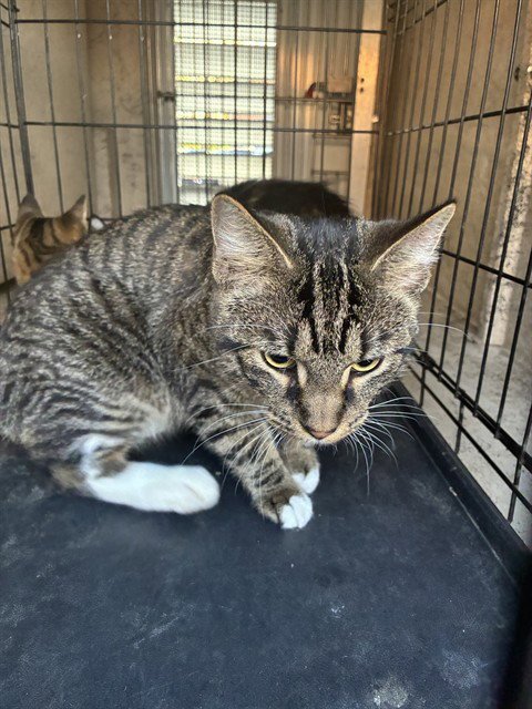 SAVAGE - Domestic Short Hair available for adoption