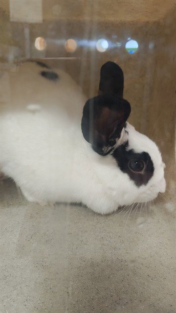 A798392 - Shorthaired Rabbit available for adoption