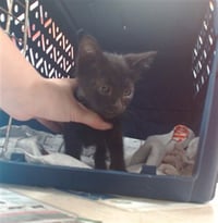 EDITH - Photo 1