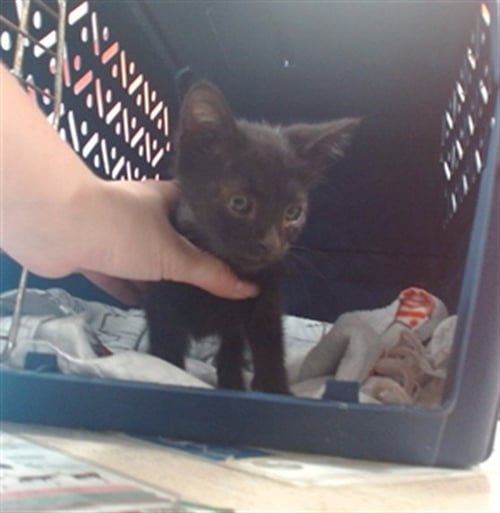 EDITH - Domestic Short Hair available for adoption