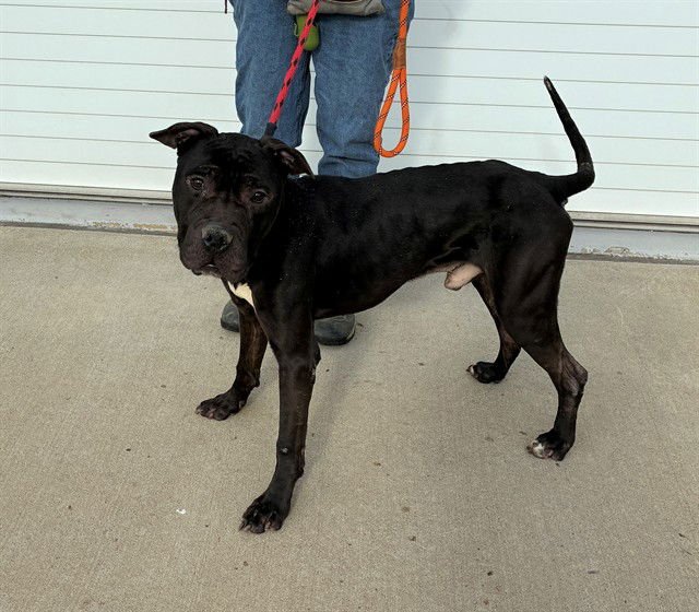 ZEUS - Cane Corso Mastiff available for adoption