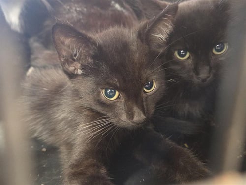 A799803 - Domestic Short Hair available for adoption