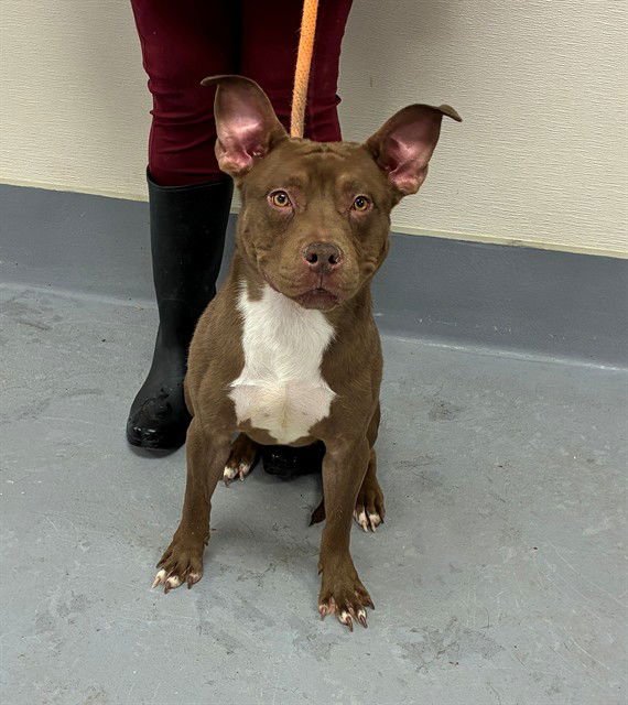 LORD MARCUS ANDERSON - Pit Bull Terrier available for adoption