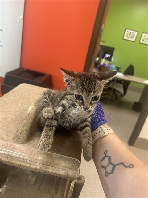 ALLAN - Domestic Short Hair available for adoption